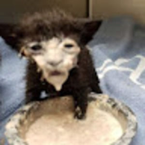 Meet your Posher, Viktoria